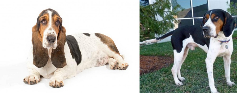 Treeing Walker Coonhound vs Basset Hound - Breed Comparison