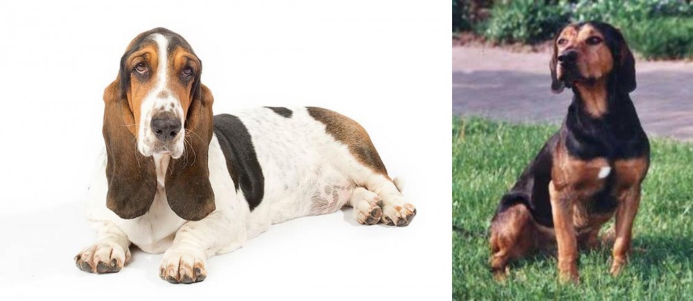 Tyrolean Hound vs Basset Hound - Breed Comparison