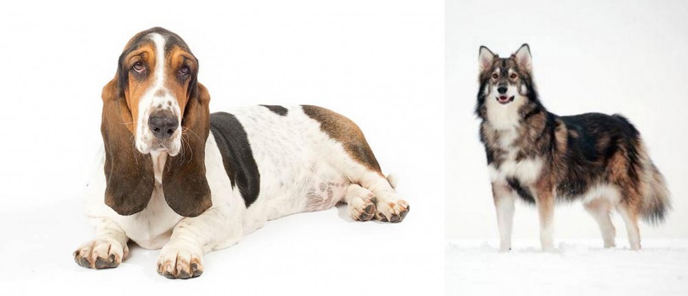 Utonagan vs Basset Hound - Breed Comparison