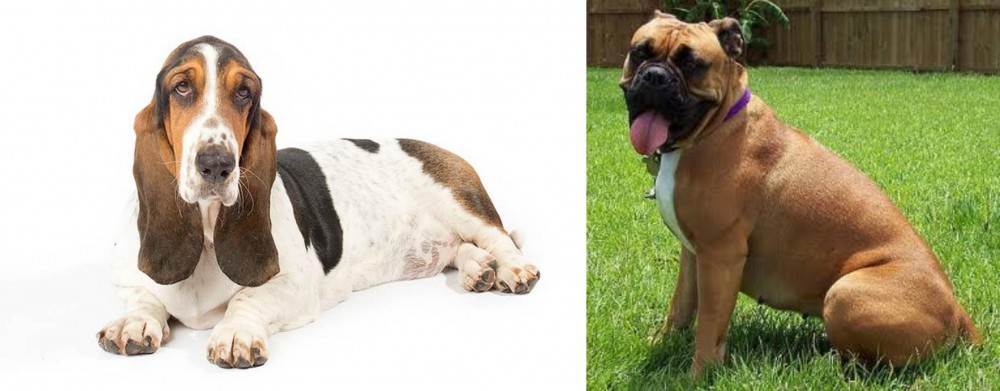Valley Bulldog vs Basset Hound - Breed Comparison