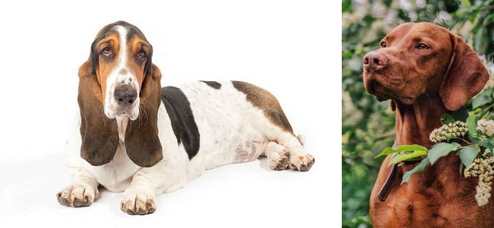 Vizsla vs Basset Hound - Breed Comparison