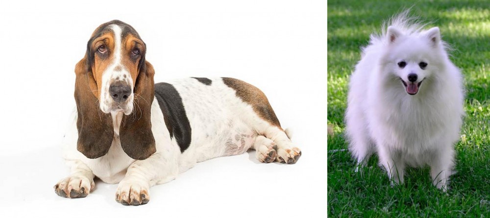 Volpino Italiano vs Basset Hound - Breed Comparison