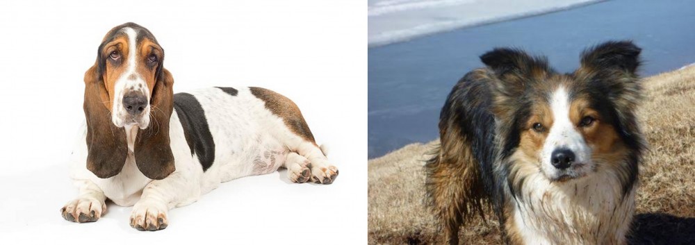 Welsh Sheepdog vs Basset Hound - Breed Comparison