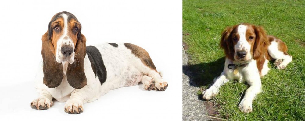 Welsh Springer Spaniel vs Basset Hound - Breed Comparison