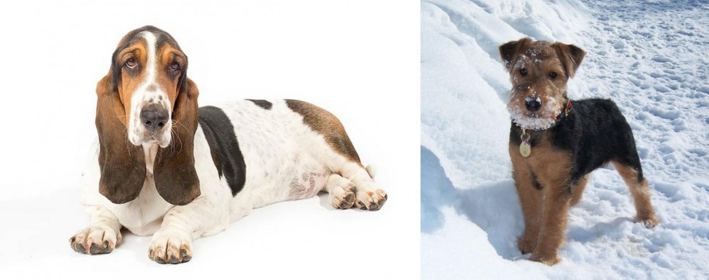 Welsh Terrier vs Basset Hound - Breed Comparison
