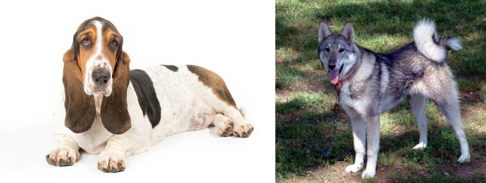 West Siberian Laika vs Basset Hound - Breed Comparison