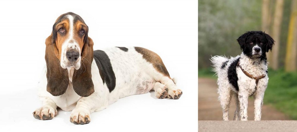 Wetterhoun vs Basset Hound - Breed Comparison