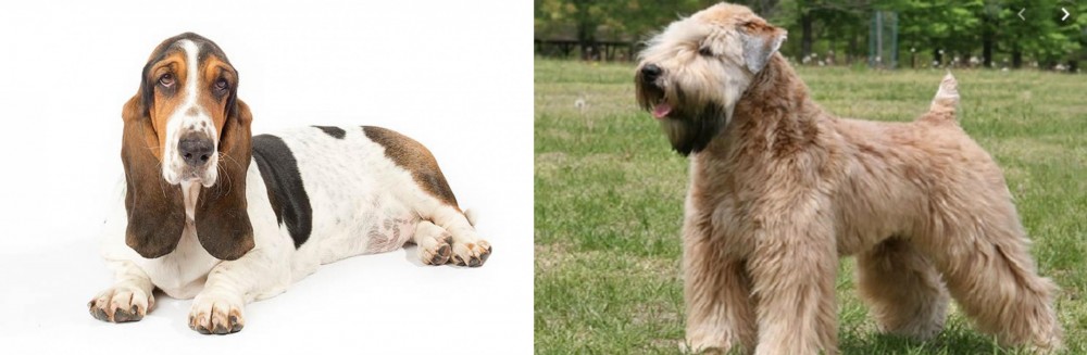 Wheaten Terrier vs Basset Hound - Breed Comparison