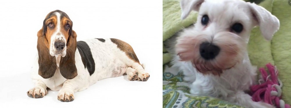 White Schnauzer vs Basset Hound - Breed Comparison