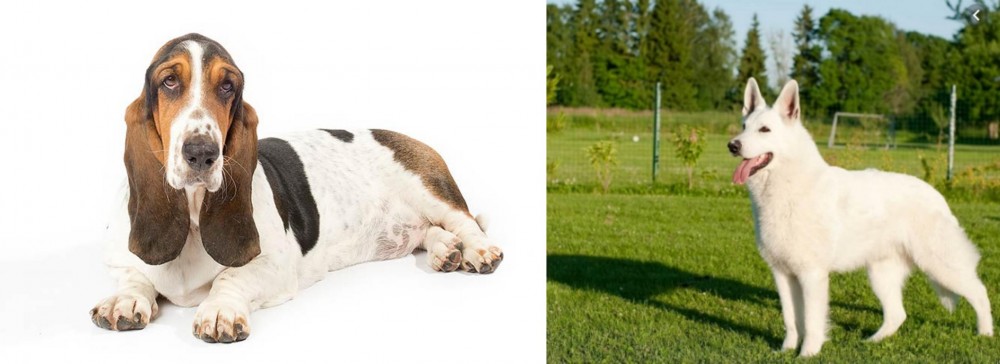 White Shepherd vs Basset Hound - Breed Comparison