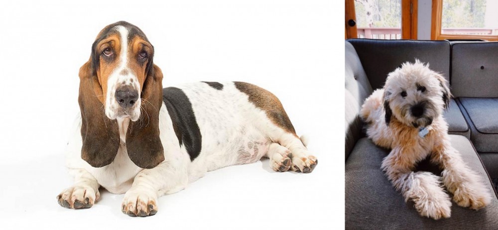 Whoodles vs Basset Hound - Breed Comparison