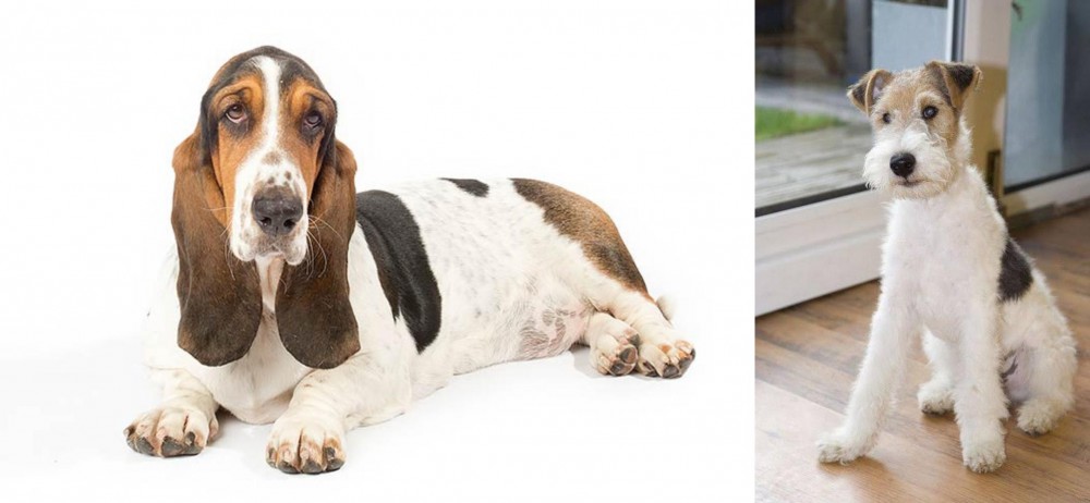 Wire Fox Terrier vs Basset Hound - Breed Comparison