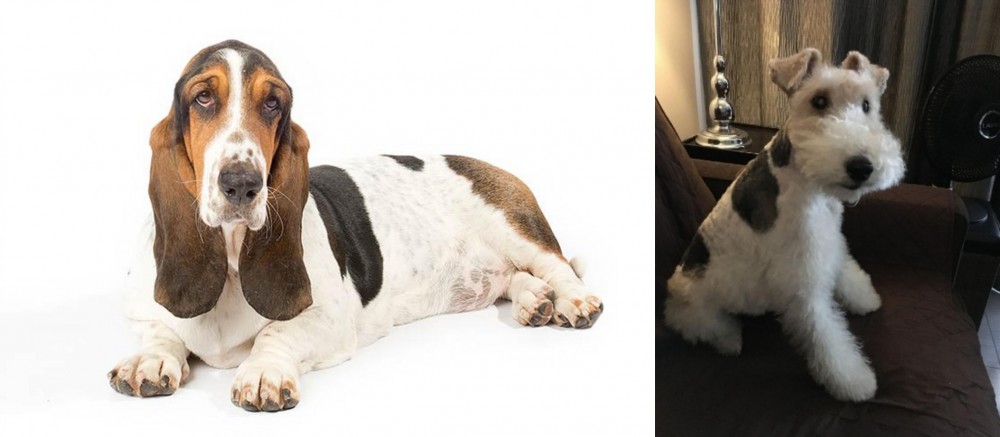 Wire Haired Fox Terrier vs Basset Hound - Breed Comparison