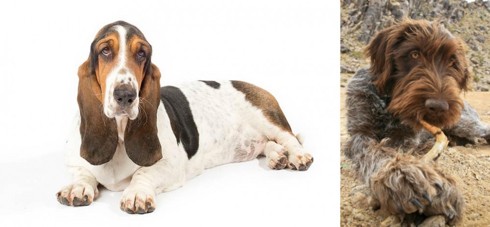 Wirehaired Pointing Griffon vs Basset Hound - Breed Comparison