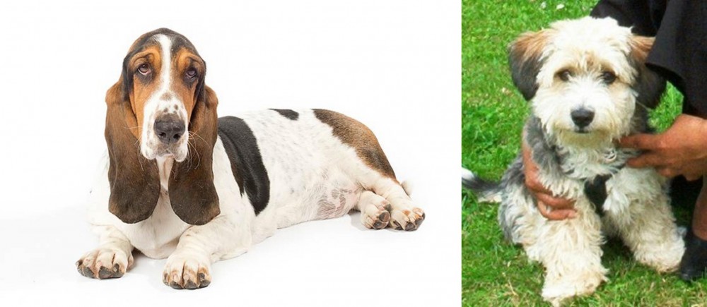 Yo-Chon vs Basset Hound - Breed Comparison