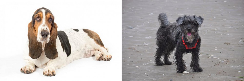 YorkiePoo vs Basset Hound - Breed Comparison