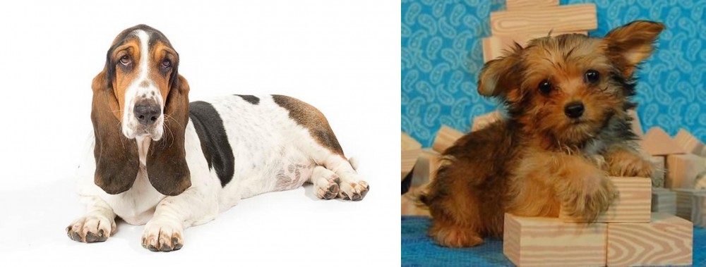 Yorkillon vs Basset Hound - Breed Comparison
