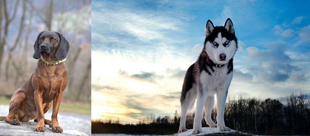 Alaskan Husky vs Bavarian Mountain Hound - Breed Comparison