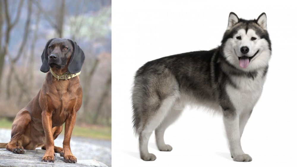 Alaskan Malamute vs Bavarian Mountain Hound - Breed Comparison