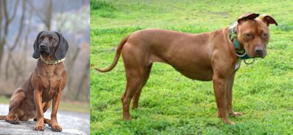 American Pit Bull Terrier vs Bavarian Mountain Hound - Breed Comparison