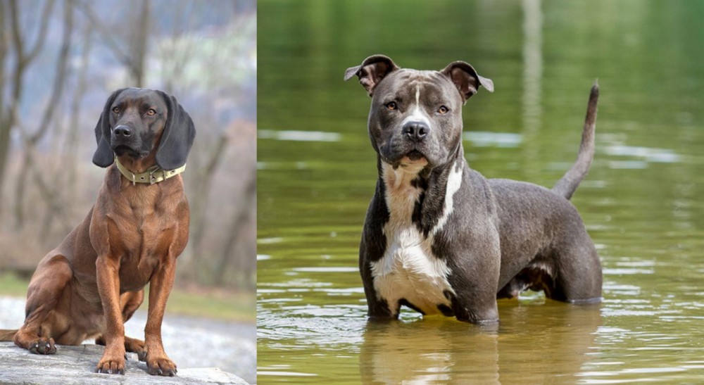 American Staffordshire Terrier vs Bavarian Mountain Hound - Breed Comparison