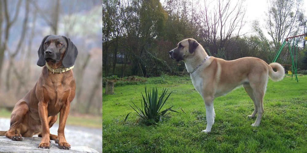 Anatolian Shepherd vs Bavarian Mountain Hound - Breed Comparison