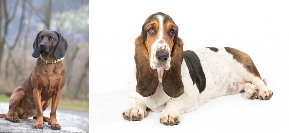 Basset Hound vs Bavarian Mountain Hound - Breed Comparison