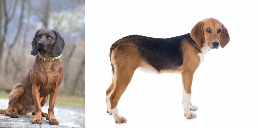 Beagle-Harrier vs Bavarian Mountain Hound - Breed Comparison
