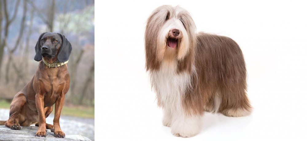 Bearded Collie vs Bavarian Mountain Hound - Breed Comparison
