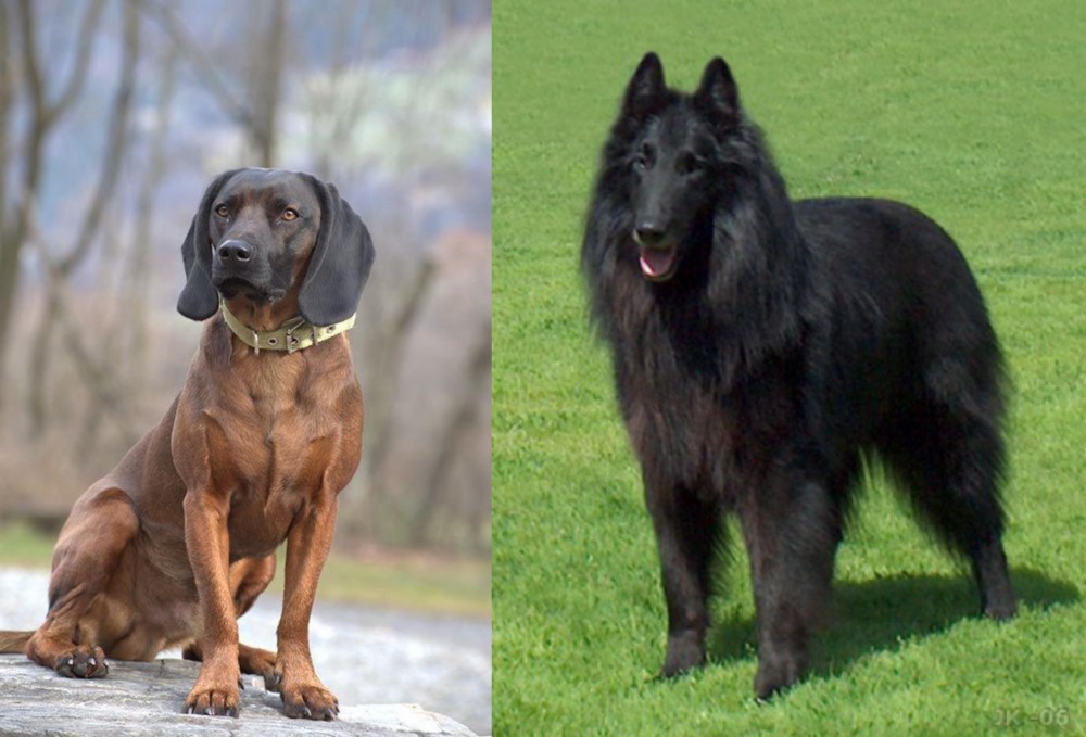 Belgian Shepherd Dog (Groenendael) vs Bavarian Mountain Hound - Breed Comparison