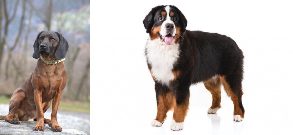 Bernese Mountain Dog vs Bavarian Mountain Hound - Breed Comparison