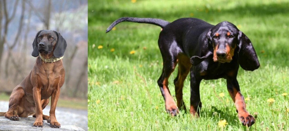 Black and Tan Coonhound vs Bavarian Mountain Hound - Breed Comparison