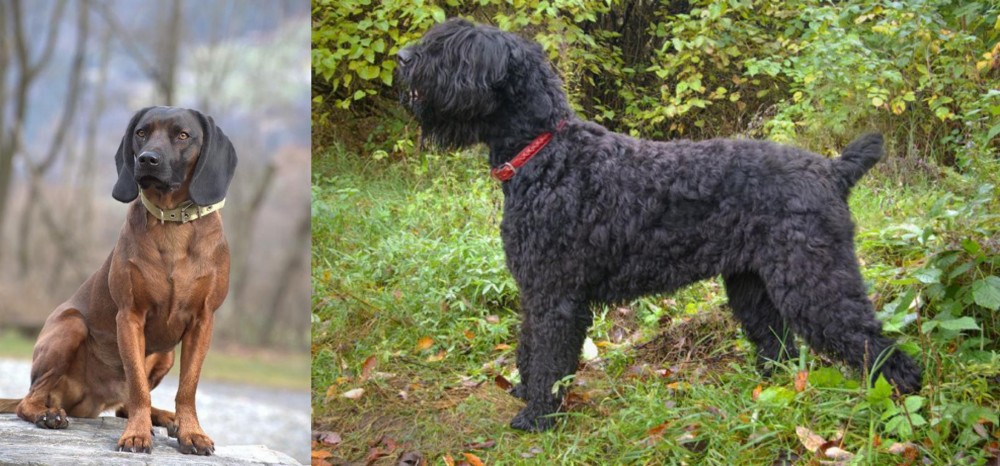 Black Russian Terrier vs Bavarian Mountain Hound - Breed Comparison