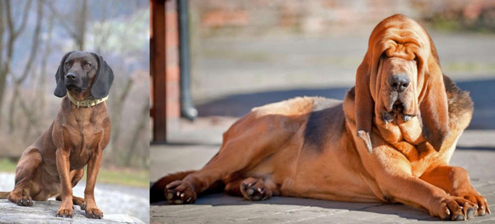 Bloodhound vs Bavarian Mountain Hound - Breed Comparison