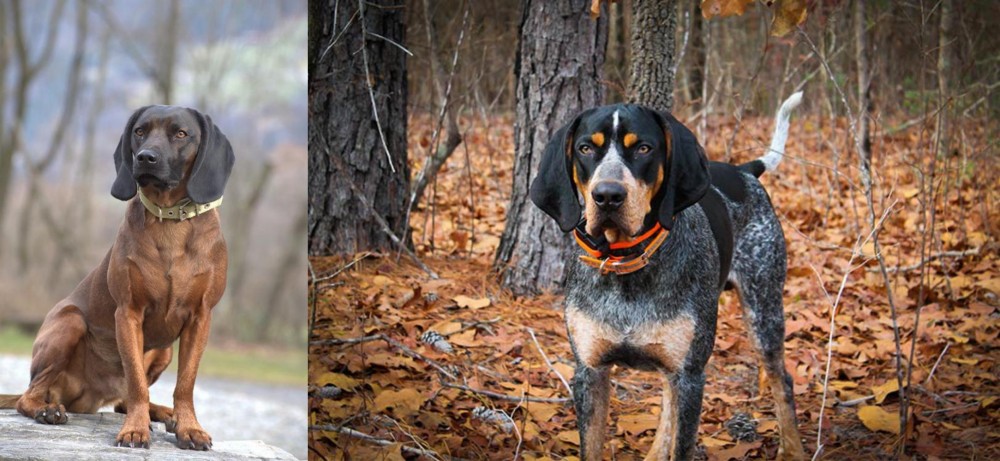 Bluetick Coonhound vs Bavarian Mountain Hound - Breed Comparison