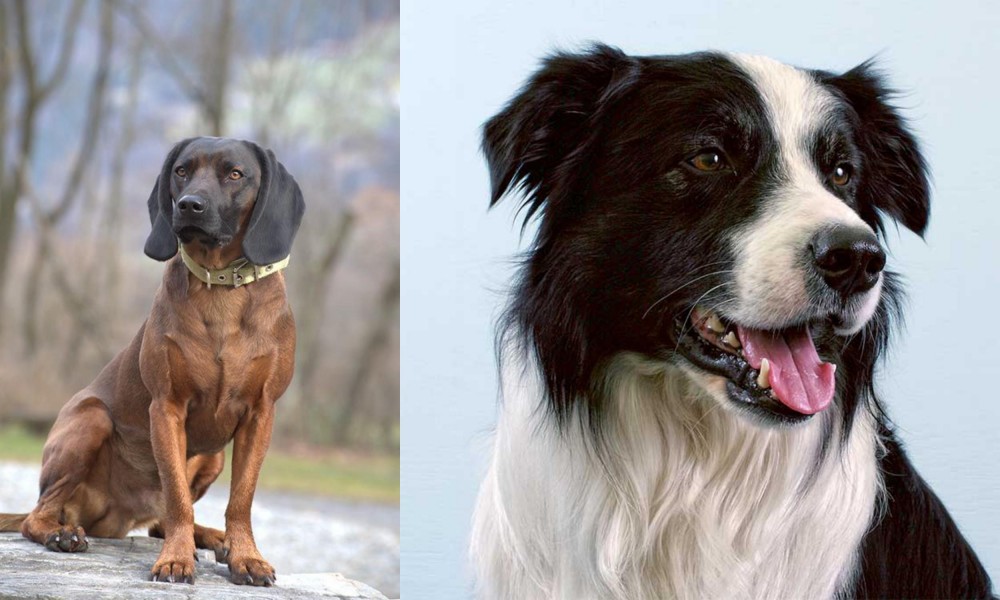 Border Collie vs Bavarian Mountain Hound - Breed Comparison