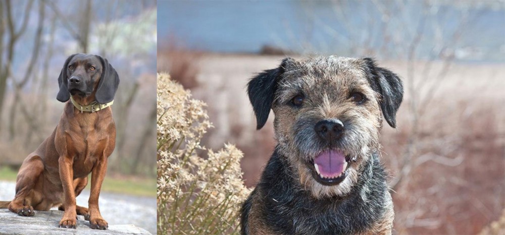 Border Terrier vs Bavarian Mountain Hound - Breed Comparison