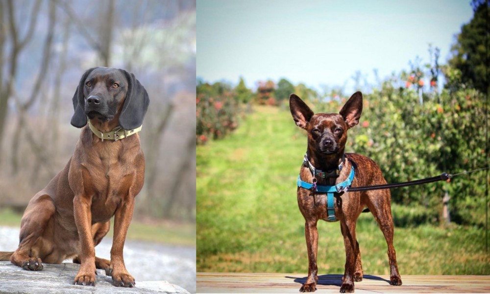 Bospin vs Bavarian Mountain Hound - Breed Comparison