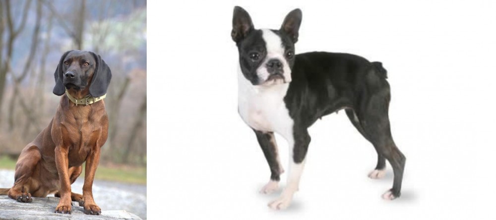 Boston Terrier vs Bavarian Mountain Hound - Breed Comparison