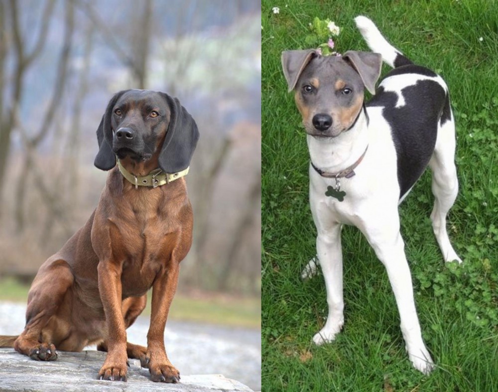 Brazilian Terrier vs Bavarian Mountain Hound - Breed Comparison