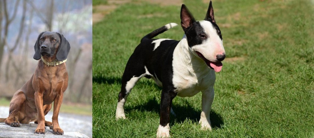 Bull Terrier Miniature vs Bavarian Mountain Hound - Breed Comparison