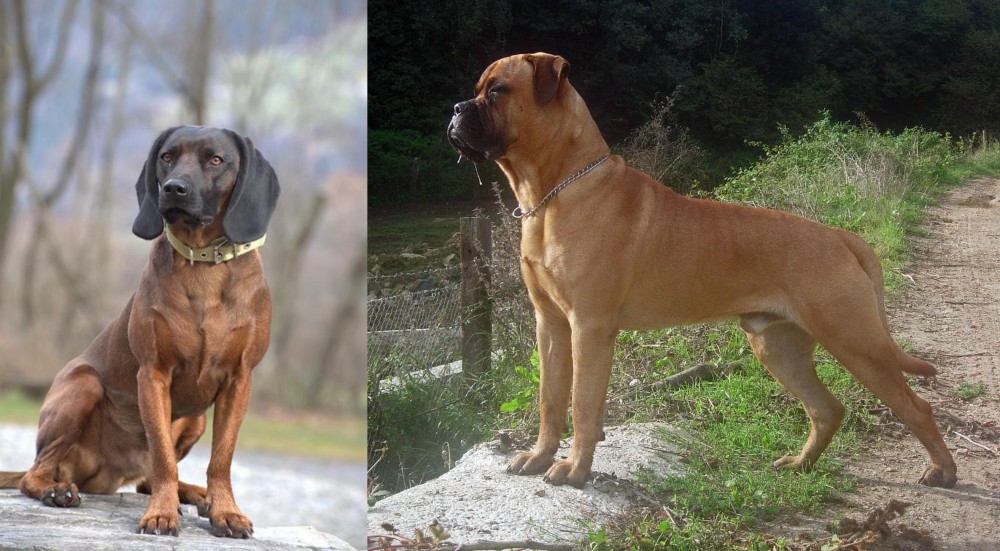 Bullmastiff vs Bavarian Mountain Hound - Breed Comparison