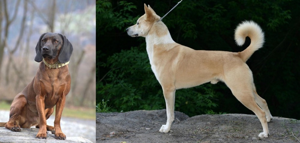 Canaan Dog vs Bavarian Mountain Hound - Breed Comparison