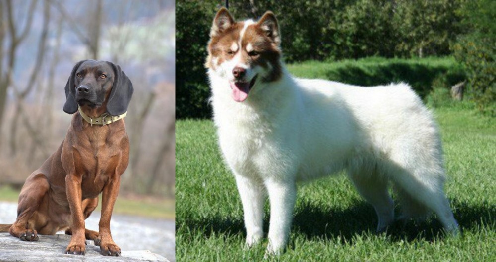 Canadian Eskimo Dog vs Bavarian Mountain Hound - Breed Comparison