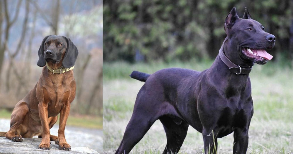 Canis Panther vs Bavarian Mountain Hound - Breed Comparison