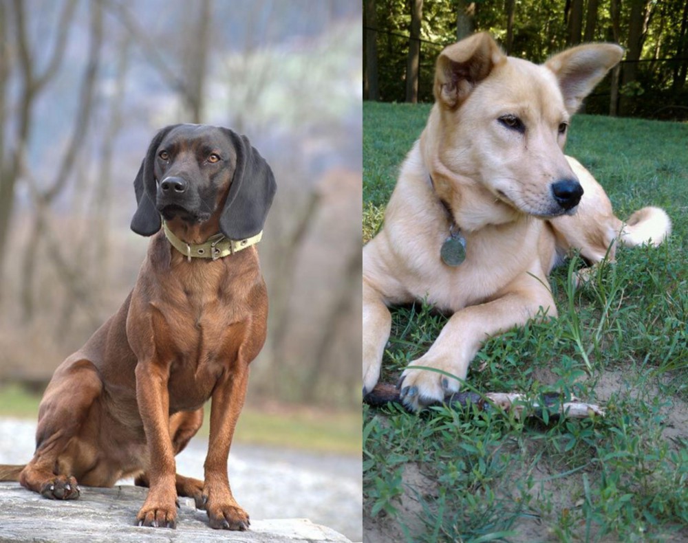 Carolina Dog vs Bavarian Mountain Hound - Breed Comparison