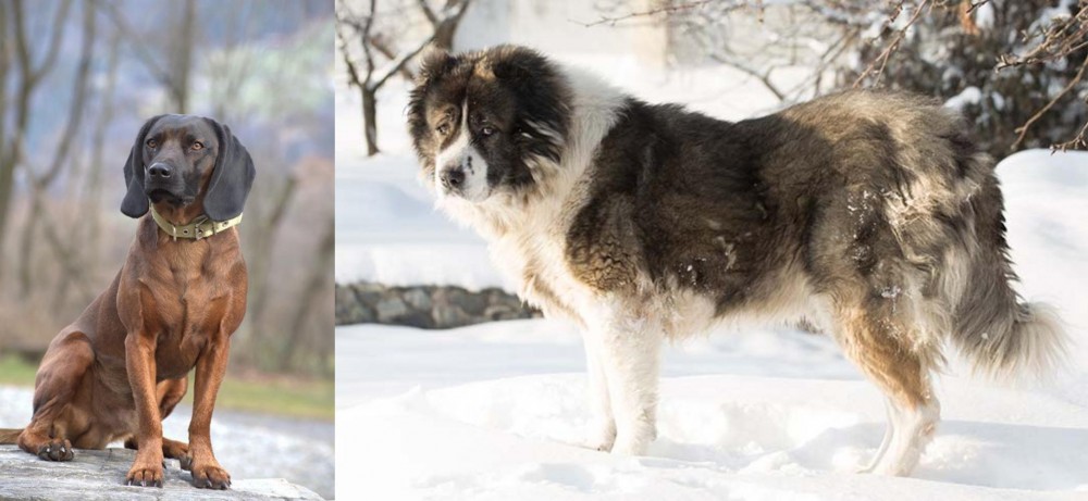 Caucasian Shepherd vs Bavarian Mountain Hound - Breed Comparison