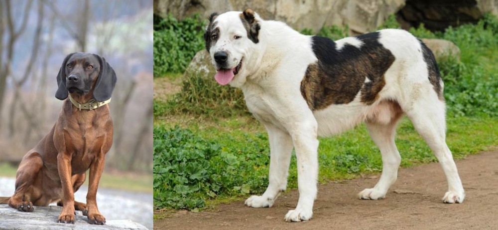 Central Asian Shepherd vs Bavarian Mountain Hound - Breed Comparison