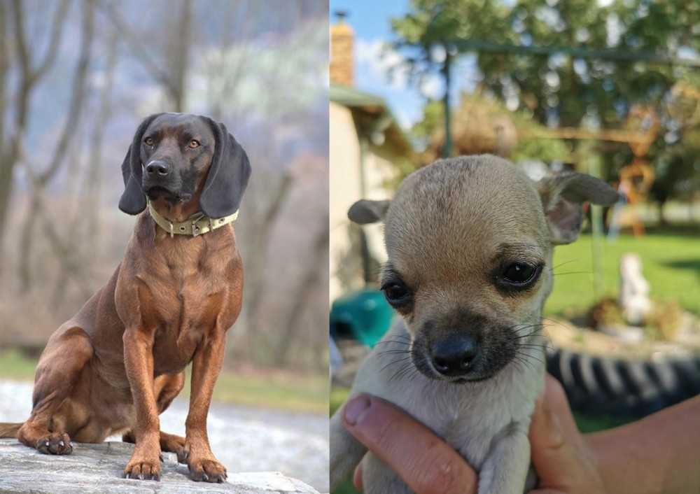 Chihuahua vs Bavarian Mountain Hound - Breed Comparison
