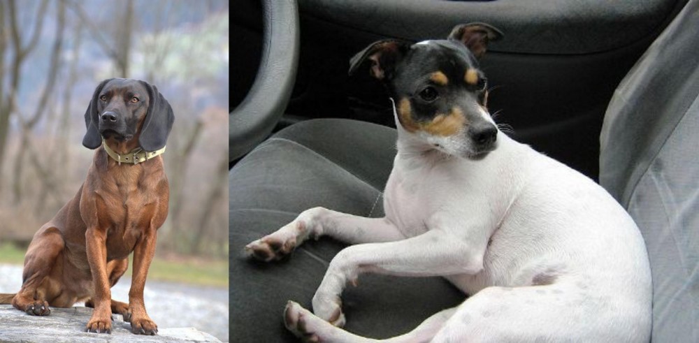 Chilean Fox Terrier vs Bavarian Mountain Hound - Breed Comparison